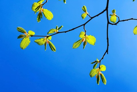 A branch with very young leaves of a common hornbeam (Carpinus betulus) in early spring