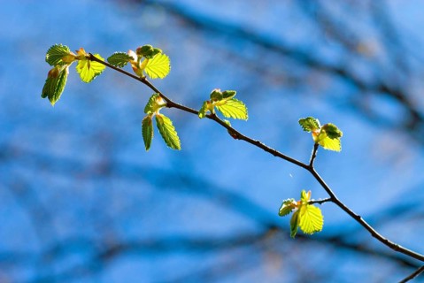 A branch with very young leaves of a common hornbeam (Carpinus betulus) in early spring