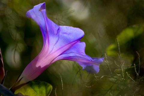 Common morning glory (Ipomoea purpurea)