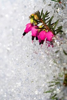 Winter heath, winter-flowering heather, spring heath or alpine heath (Erica carnea) in snow