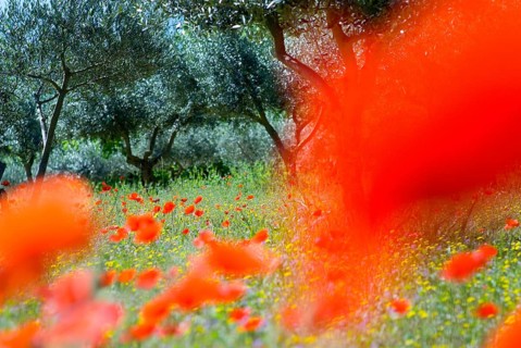 Red poppies (Papaver Rhoeas) in an olive grove, Italy, Europe