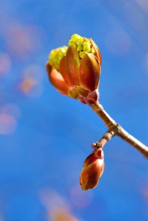 Buds of a red maple (Acer rubrum) against blue sky