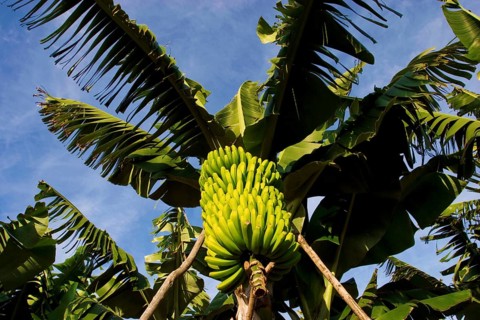 Bananas in a banana palm plantation, La Palma, Canary Islands, Spain, Europe