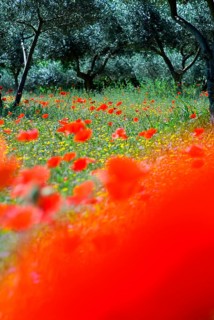 Red poppies (Papaver Rhoeas) in an olive grove, Italy, Europe
