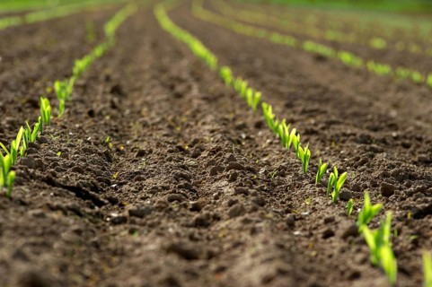 A row of young maize plants, shoots