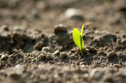 A young maize plant, shoot, sweetcorn
