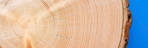 Section through a trunk of Norway spruce (picea abies) with approx. 80 annual rings, close-up