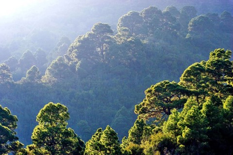 Forest of Canary Island pines (Pinus canariensis) against the light, La Palma, Canary Islands,