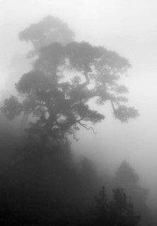 A Canary Island pine (Pinus canariensis) in the fog, clouds created by the trade winds on the