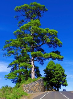 A single large Canary Island pine (Pinus canariensis) against a blue sky near Barlovento, a car for