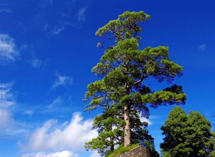 A single large Canary Island pine with blue sky, (Pinus canariensis) near Barlovento, La Palma,