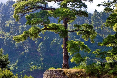 A single large Canary Island pine (Pinus canariensis) near Barlovento, La Palma, Canary Islands,