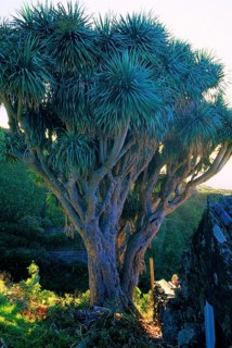 Canary dragon tree or dragon's blood tree (Dracaena draco) next to the hut, La Palma, Canary