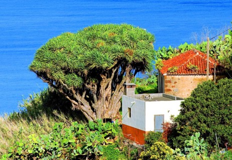 Canary dragon tree or dragon's blood tree (Dracaena draco) next to the house, and sea, La Palma,