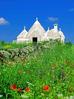An abandoned white trullo house, probably once a farmhouse, stands in a flower meadow somewhere
