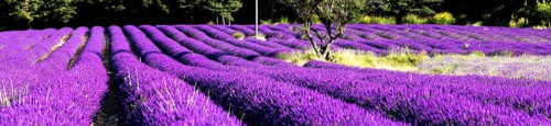 Rows of lavender (Lavandula angustifolia) near Valensole, Provence-Alpes-Côte d'Azur region,