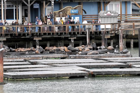 California sea lions (Zalophus californianus) at Pier 39, Fisherman's Wharf, San Francisco,