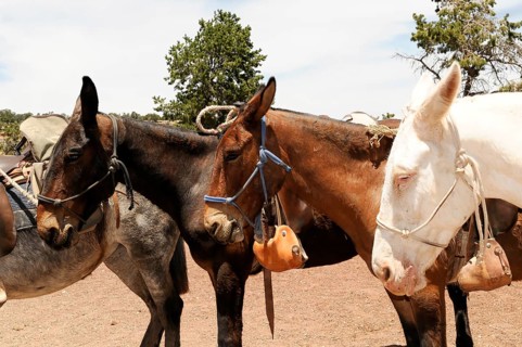 Horse changing station on the Bright Angel Trail, Grand Canyon, Arizona, USA, North America