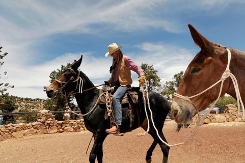 Riders on mules on the South Kaibab Trail hiking trail over the Cedar Ridge ridge, Grand Canyon,