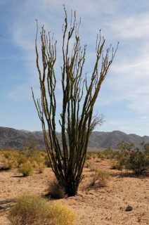 Ocotillo (Fouquieria splendens), Joshua Tree National Park, Palm Desert, Southern California, USA,