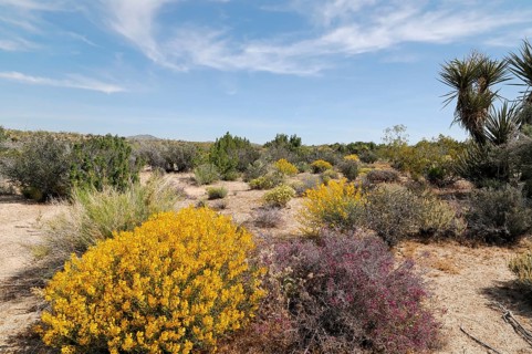 Joshua trees (Yucca brevifolia), Joshua Tree National Park, Palm Desert, Southern California, USA,