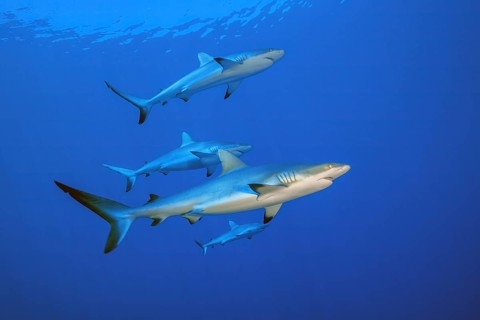Small group of four grey reef sharks (Carcharhinus amblyrhynchos) swimming through blue sea open
