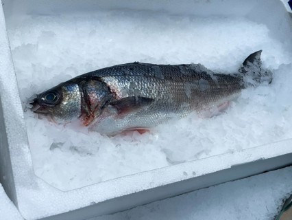 Edible fish sea bass (Dicentrarchus labrax) from the Mediterranean Sea lies on crushed ice in the