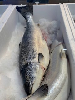 Edible fish Atlantic salmon (Salmo salar) lying on crushed ice in sales display of Fischhandel