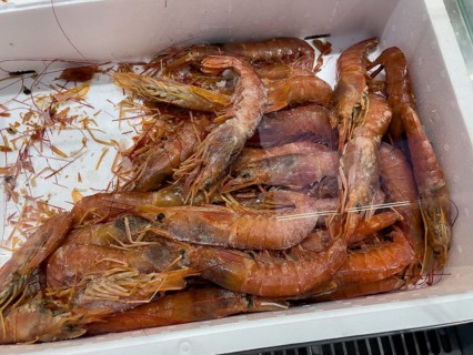 Several specimens of argentine red prawn (Pleoticus muelleri) shellfish as a delicacy lie on