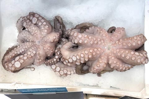 Two specimens of edible octopus (Octopus aegina) lie with suction cups visible on crushed ice in