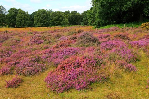 Heather plants, Calluna vulgaris, purple flowers, heathland vegetation, Sutton Heath, Suffolk