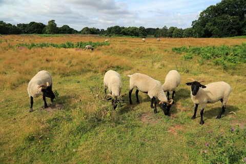 Suffolk Wildlife Trust sheep conservation grazing of heathland, Suffolk Sandlings, near Shottisham,
