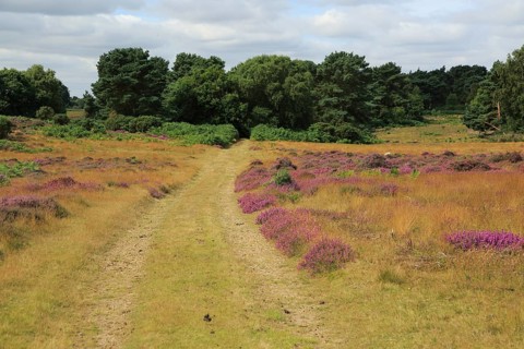 Heather plants, Calluna vulgaris, purple flowers, heathland vegetation, Sutton Heath, Suffolk
