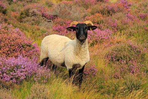 Suffolk Wildlife Trust sheep conservation grazing of heathland, Suffolk Sandlings, near Shottisham,