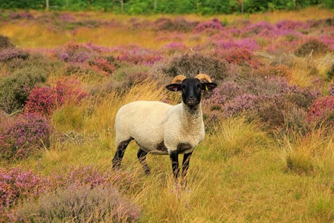 Suffolk Wildlife Trust sheep conservation grazing of heathland, Suffolk Sandlings, near Shottisham,