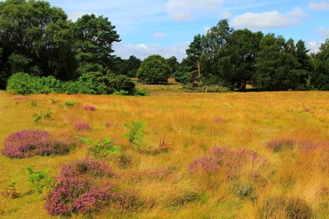 Heather plants, Calluna vulgaris, purple flowers, heathland vegetation, Sutton Heath, Suffolk