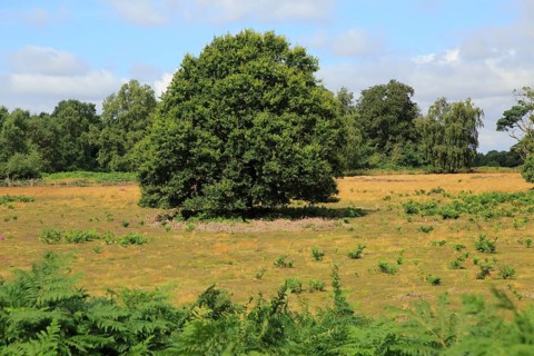 Single small oak tree standing in heathland in Suffolk Sandlings, Area of Outstanding Natural