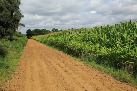 Maize sweet corn, corn on the cob, growing in field, Shottisham, Suffolk, England, UK dirt track