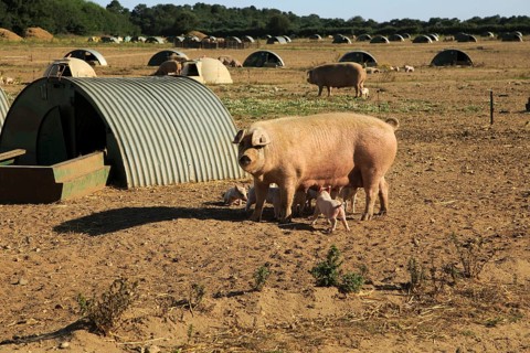 Open-air pig farming sow and piglets next to sty, Shottisham, Suffolk, England, UK