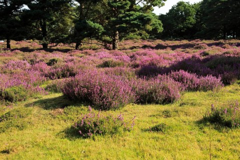 Heather plants, Calluna vulgaris, purple flowers, heathland vegetation, Sutton Heath, Suffolk