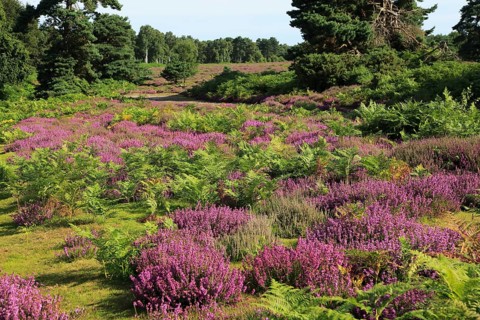 Heather plants, Calluna vulgaris, purple flowers, heathland vegetation, Sutton Heath, Suffolk