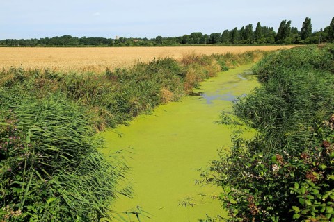 Eutrophication of drainage ditch in marshland Hollesley, Suffolk, England, UK