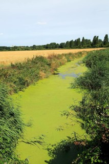 Eutrophication of drainage ditch in marshland Hollesley, Suffolk, England, UK