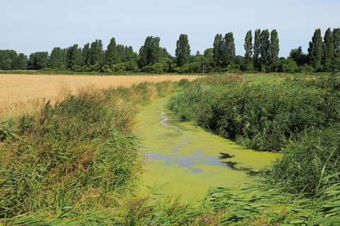 Eutrophication of drainage ditch in marshland Hollesley, Suffolk, England, UK