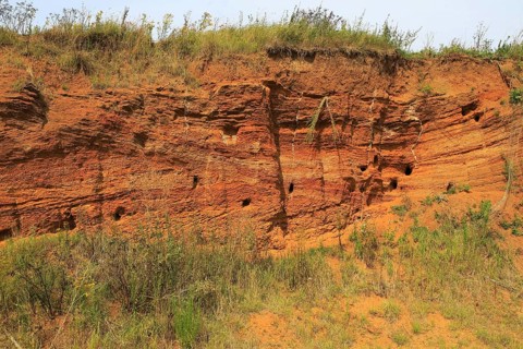 Red crag rock exposed at Buckanay Pit quarry, Alderton, Suffolk, England showing cross bedding of