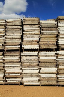 Stacked up trays used for potato seedlings, Boyton Hall Farm, Suffolk, England, UK