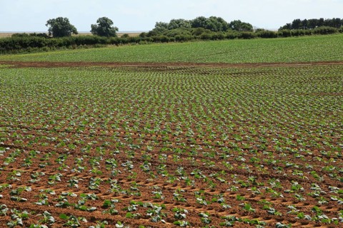 Freshly planted crop seedlings in field, Boyton, Suffolk, England, United Kingdom, Europe