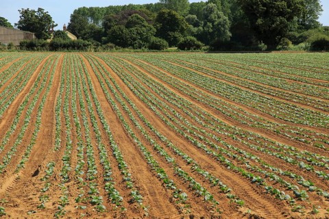 Freshly planted crop seedlings in field, Boyton, Suffolk, England, United Kingdom, Europe