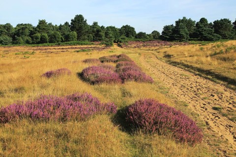 Heather plants, Calluna vulgaris, purple flowers, heathland vegetation, Sutton Heath, Suffolk