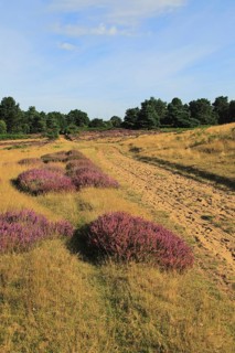 Heather plants, Calluna vulgaris, purple flowers, heathland vegetation, Sutton Heath, Suffolk
